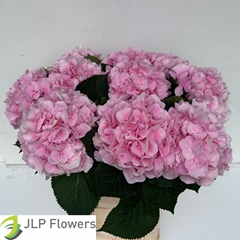 Hydrangea Verena 80cm 21-23cm Hd