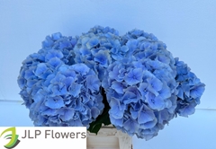 Hydrangea Verena Blue 60cm 18-20cm Hd