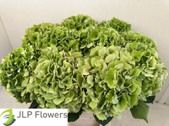Hydrangea Verena Classic 60cm 18-20cm Hd