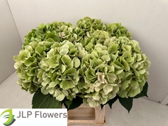 Hydrangea Verena Classic 60cm 14-16cm Hd