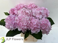 Hydrangea Verena 60cm 16-18cm Hd