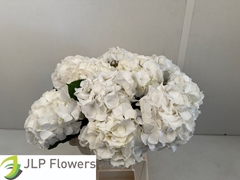 Hydrangea White Verena 60cm 16-18cm Hd