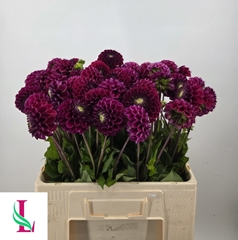 Dahlia Ivannetti 55cm