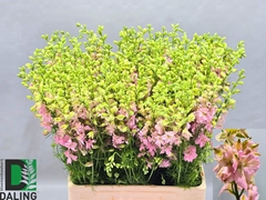 Consolida Regalis Qis Light Pink 70cm