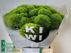 Dianthus Barb Kiwi Mellow 45cm