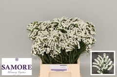 Limonium Sinuatum Silvery Sun Birds 45cm 15gr.