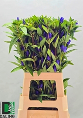 Gentiana Just Blue 70cm