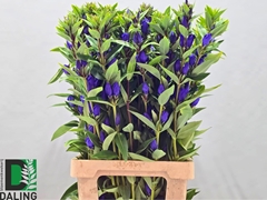 Gentiana Just Blue 80cm