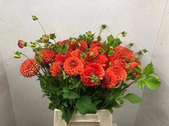 Dahlia Safe Shot 50cm