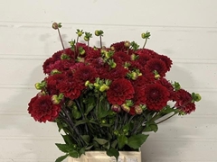 Dahlia Gipsy Night 50cm