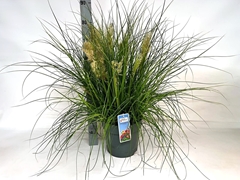 Cortaderia Tiny Pampa 27Ø 75cm