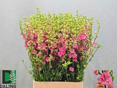 Consolida Regalis Qis Rose 80cm
