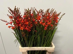 Crocosmia Red King 75cm