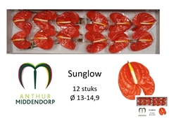 Anthurium Sunglow 13cm Hd