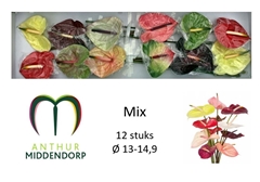 Anthurium Mix 13cm Hd
