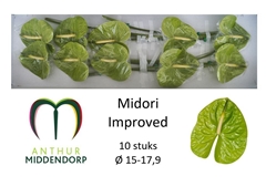 Anthurium Midori Improved 15cm Hd