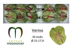 Anthurium Verino 15cm Hd