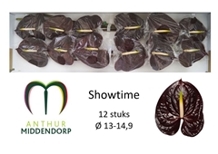 Anthurium Showtime 13cm Hd
