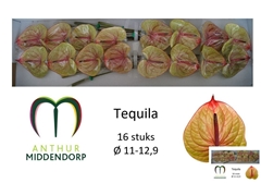 Anthurium Tequila 11cm Hd
