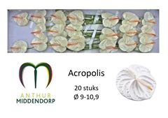 Anthurium Acropolis 9cm Hd