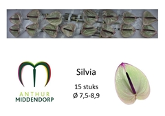 Anthurium Silvia 750cm Hd