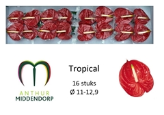 Anthurium Tropical 11cm Hd