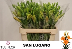 Lily La San Lugano 95cm 4+