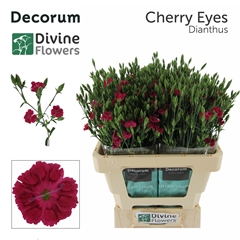 Dianthus Divi Cherry Eyes 60cm