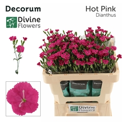 Dianthus Divi Hot Pink 50cm