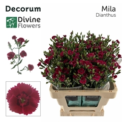 Dianthus Divi Mila 60cm