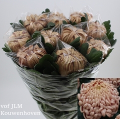 Chrysanth Single Vienna Copper 80cm 100gr.