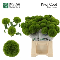 Dianthus Barb Kiwi Mellow Cool 45cm
