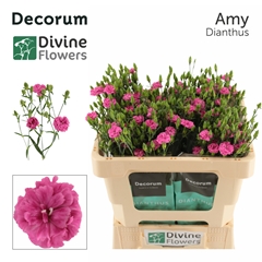 Dianthus Divi Amy 60cm