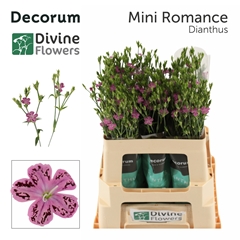 Dianthus Divi Mini Romance 60cm