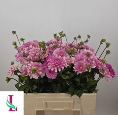 Dahlia Pink Perception 50cm