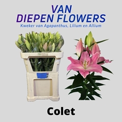 Lily Oriental Colet 70cm 5+
