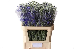 Delphinium Single Volkerfrieden 80cm