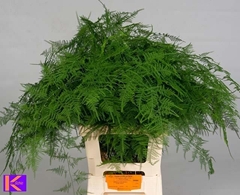 Asparagus Setaceus 65cm