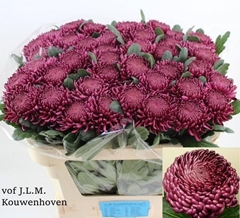 Chrysanth Single Bigoudi Purple 70cm 90gr.