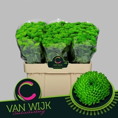 Chrysanth Santini Country 55cm 44gr.