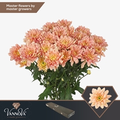 Chrysanth Spray Baltica Salmon 70cm 85gr.