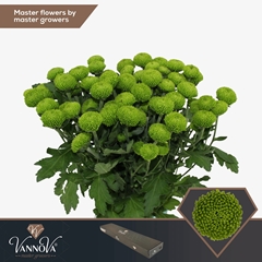 Chrysanth Spray Deligreen 70cm 85gr.