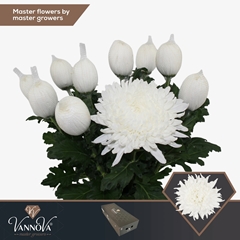 Chrysanth Single Stravina 70cm 105gr.