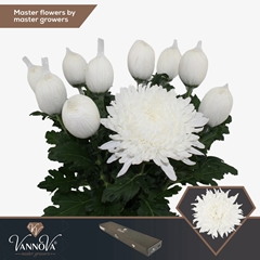 Chrysanth Single Stravina 70cm 105gr.
