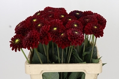 Dahlia Red Fox 60cm