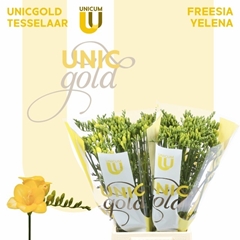 Freesia Double Soleil 50cm 20gr.