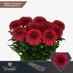 Chrysanth Single Lamira Red 70cm 85gr.