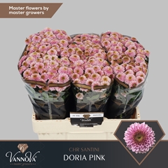 Chrysanth Santini Doria Pink 55cm 52gr.