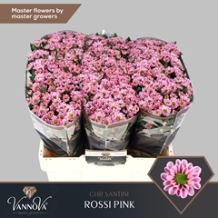 Chrysanth Santini Rossi Pink 55cm 44gr.