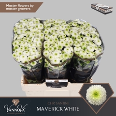 Chrysanth Santini Maverick White 55cm 56gr.